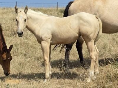 Blondie Bartender JW <BR>AQHA 6499737